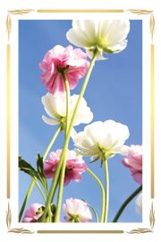 Flores Tulipas