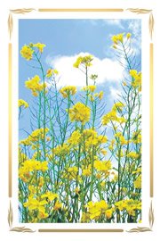 Flores amarelas