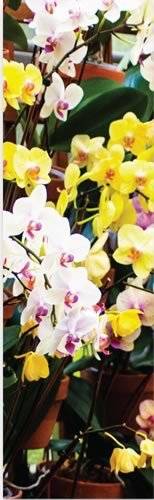 Orquídeas